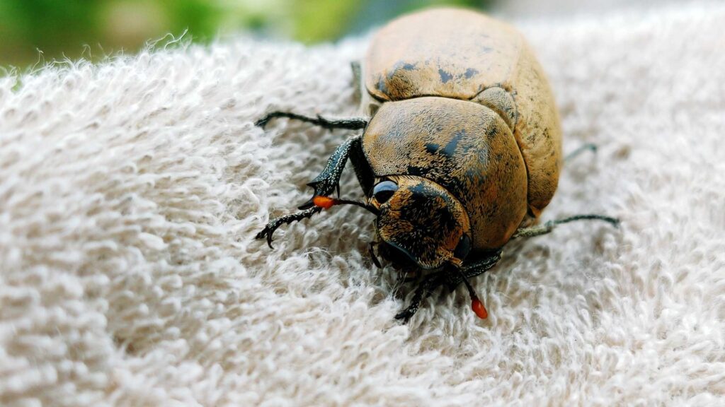 Does Lysol Kill Carpet Beetle Eggs? The Best Pest Control Guide Bug