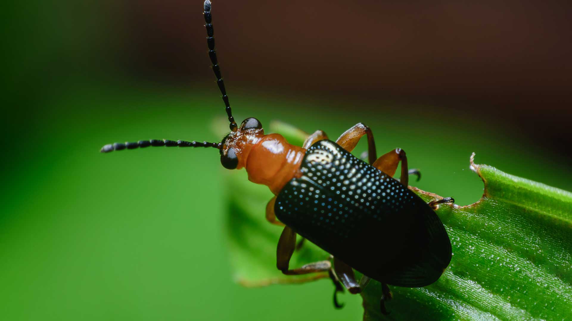 How to Get Rid of Click Beetles A MustRead Pest Control Guide! Bug