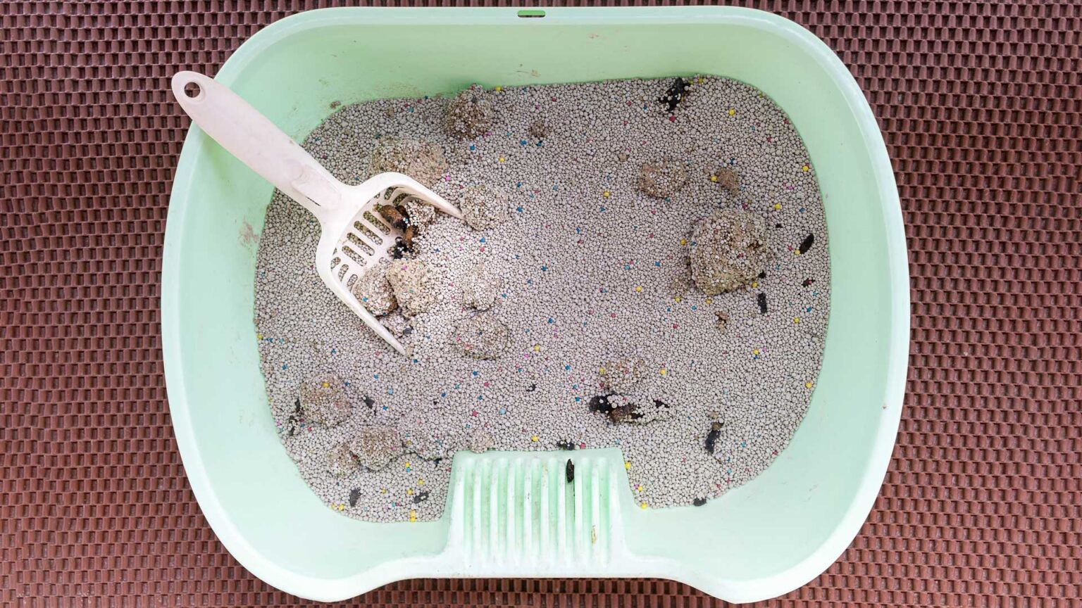 Notice Bugs in Litter Box? Save Your Cat With These Tips! Bug Wisdoms