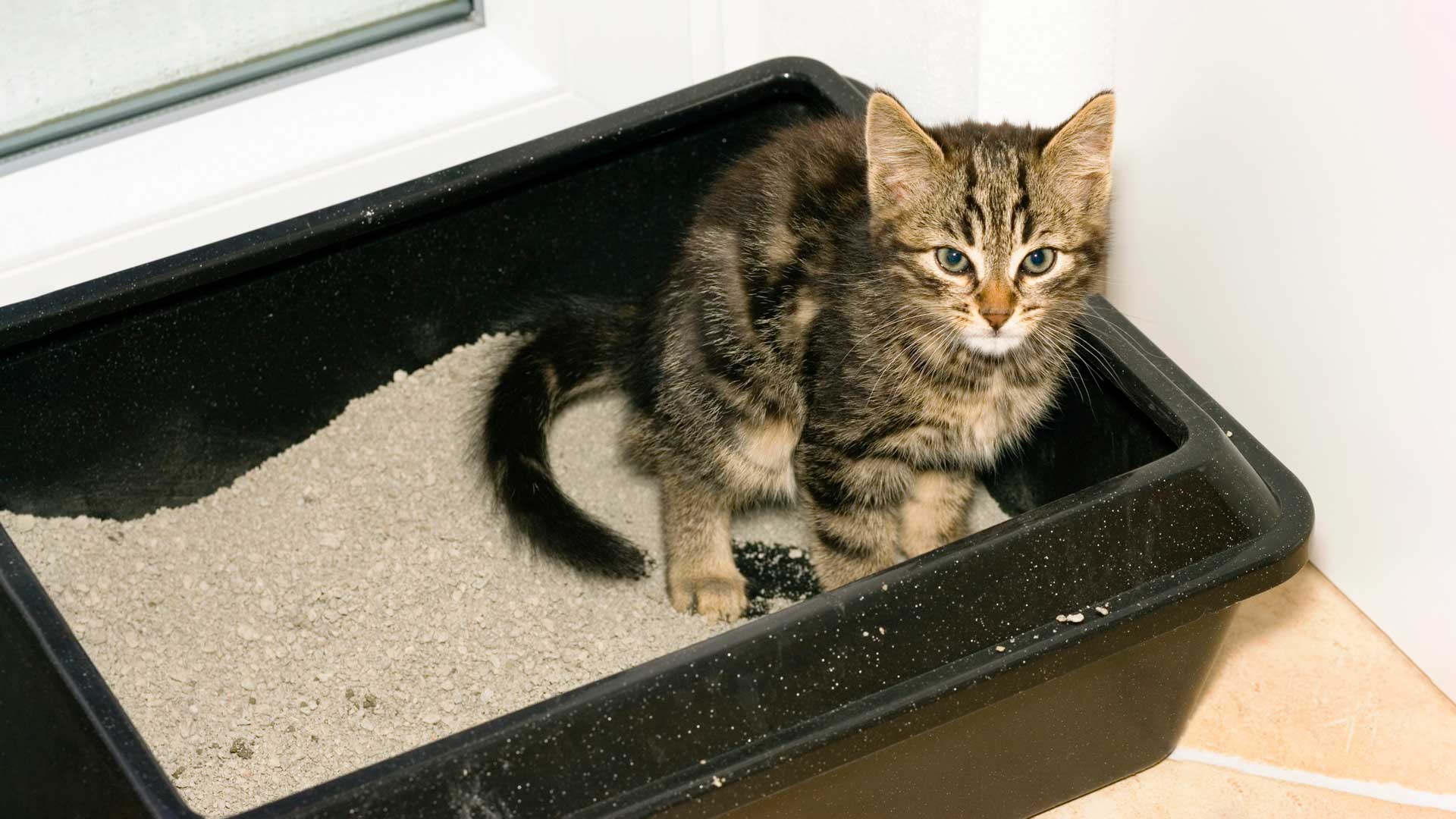 Ever Found Any Bugs in Cat Litter Box? Here's What You Can Do! - Bug ...